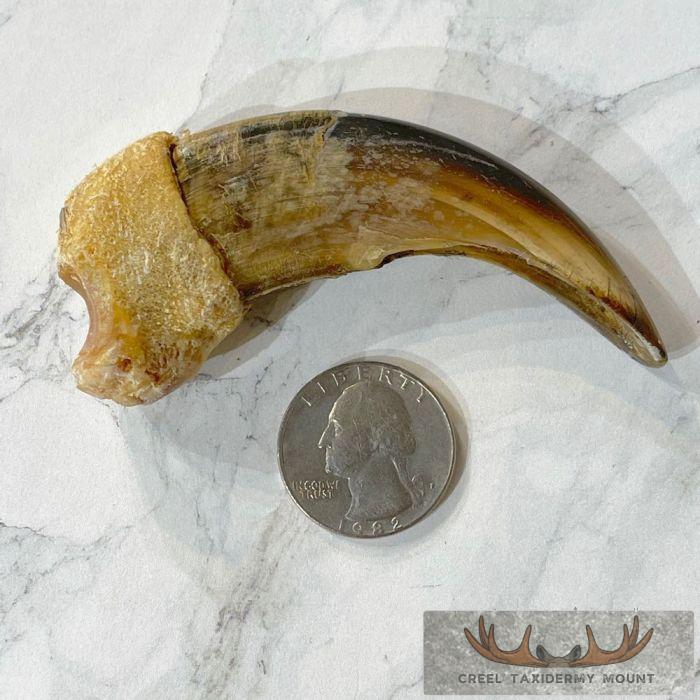 Grizzly Bear Claw Taxidermy For Sale - Image 2