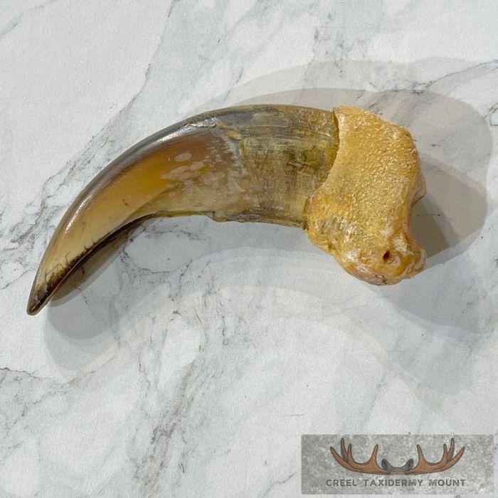 Grizzly Bear Claw Taxidermy For Sale - Image 3