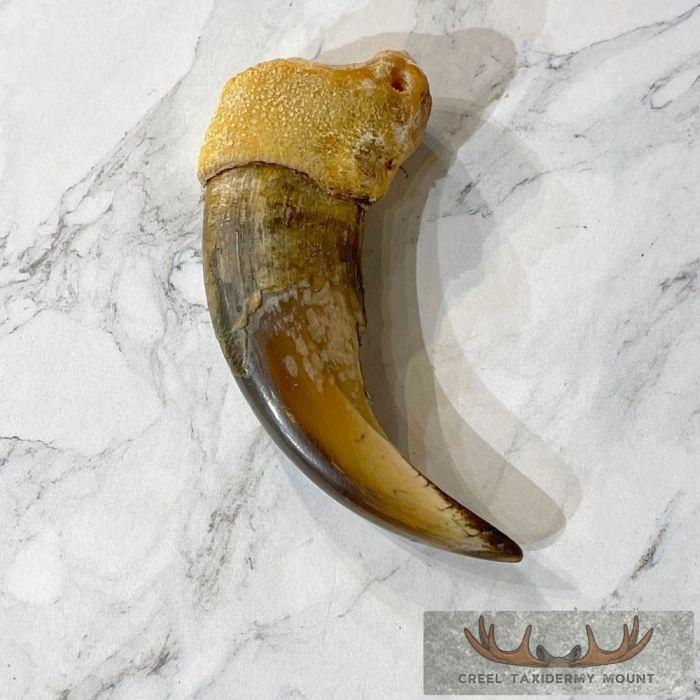Grizzly Bear Claw Taxidermy For Sale - Image 4