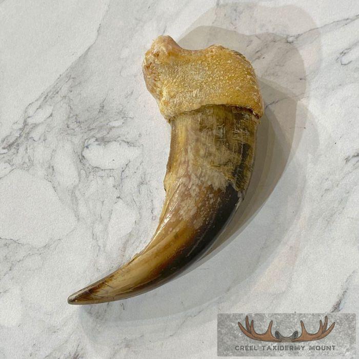 Grizzly Bear Claw Taxidermy For Sale - Image 5