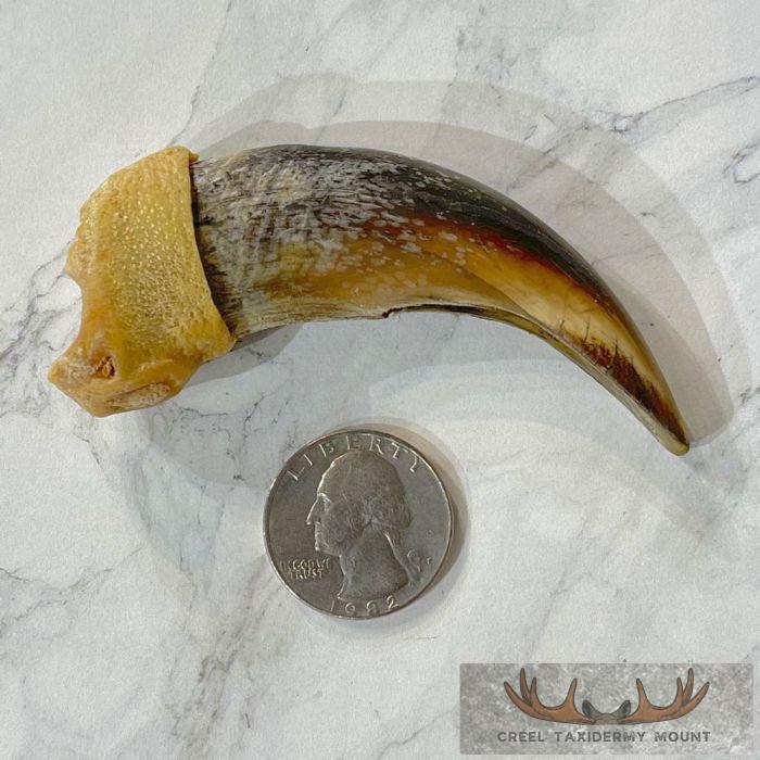 Grizzly Bear Claw Taxidermy For Sale - Image 2