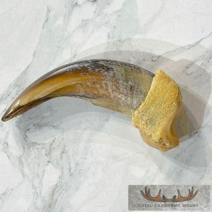 Grizzly Bear Claw Taxidermy For Sale - Image 3