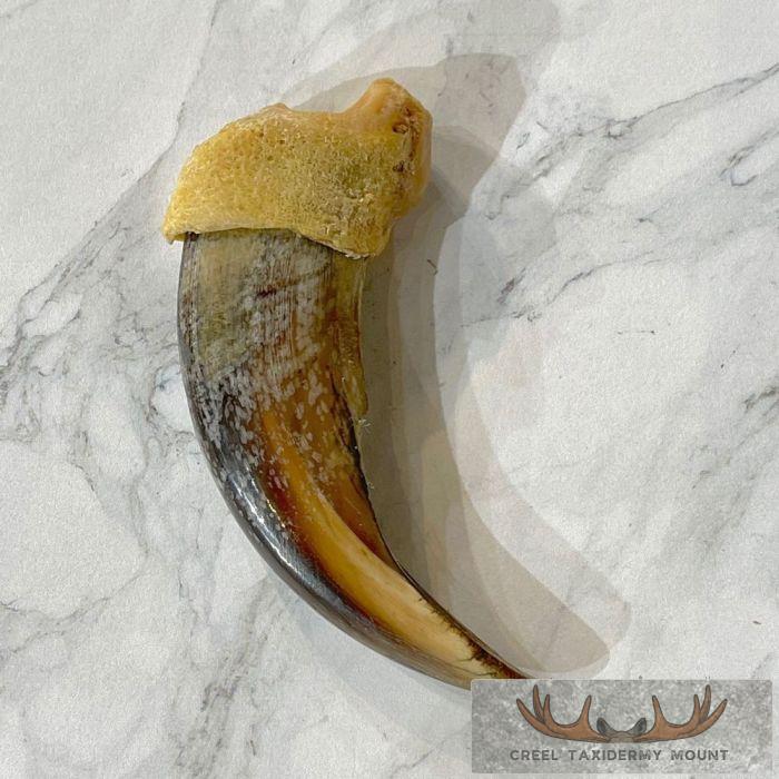 Grizzly Bear Claw Taxidermy For Sale - Image 4