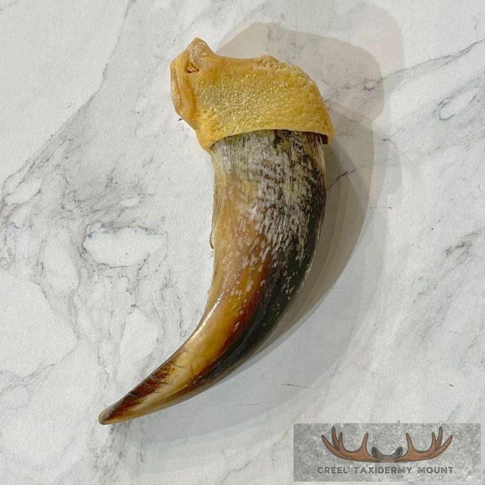Grizzly Bear Claw Taxidermy For Sale - Image 5