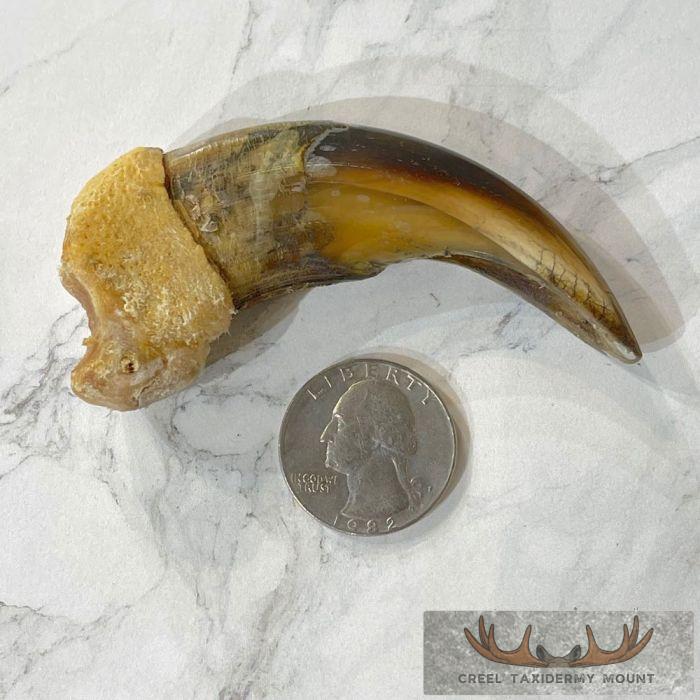 Grizzly Bear Claw Taxidermy For Sale - Image 2