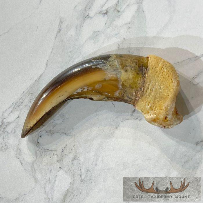 Grizzly Bear Claw Taxidermy For Sale - Image 3