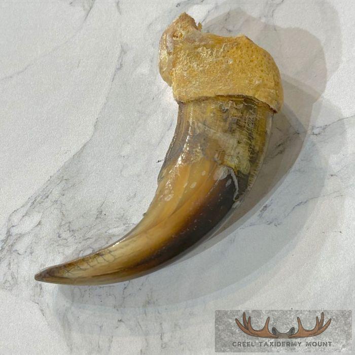 Grizzly Bear Claw Taxidermy For Sale - Image 5