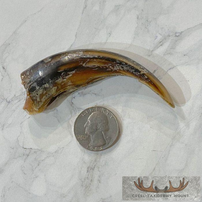 Grizzly Bear Claw Taxidermy For Sale - Image 2