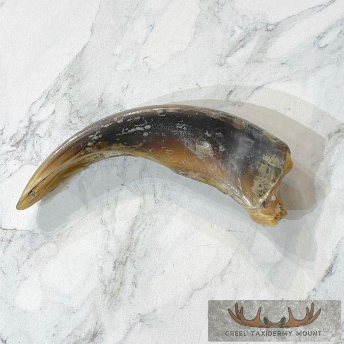 Grizzly Bear Claw Taxidermy For Sale - Image 3