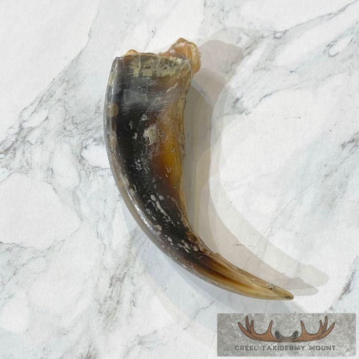 Grizzly Bear Claw Taxidermy For Sale - Image 4