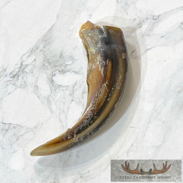 Grizzly Bear Claw Taxidermy For Sale - Image 5