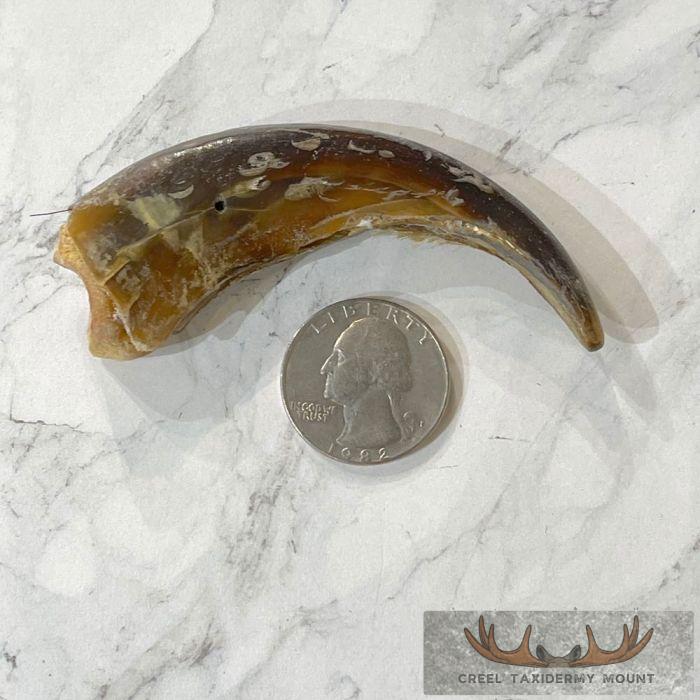 Grizzly Bear Claw Taxidermy For Sale - Image 2