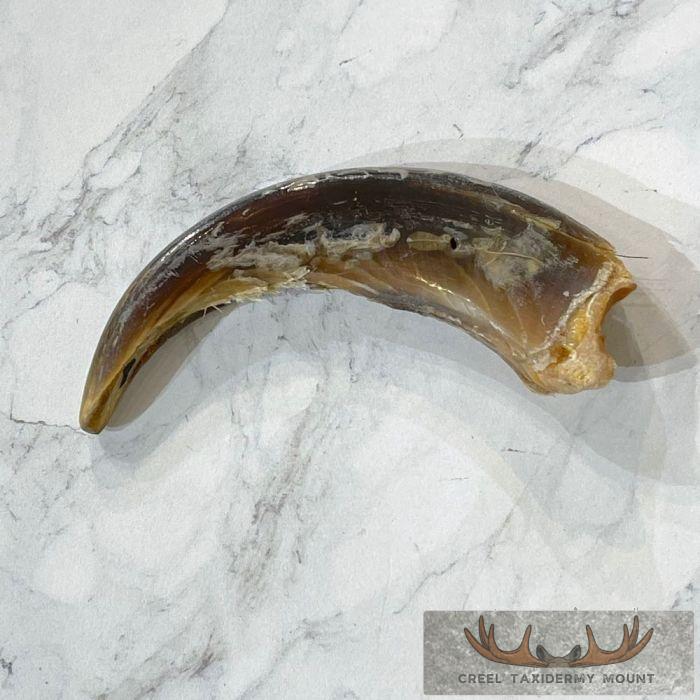 Grizzly Bear Claw Taxidermy For Sale - Image 3