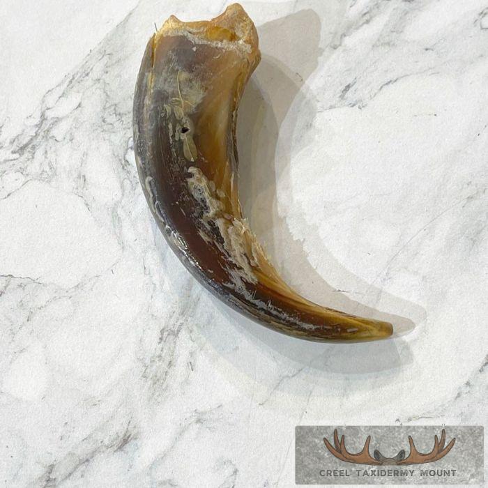 Grizzly Bear Claw Taxidermy For Sale - Image 4