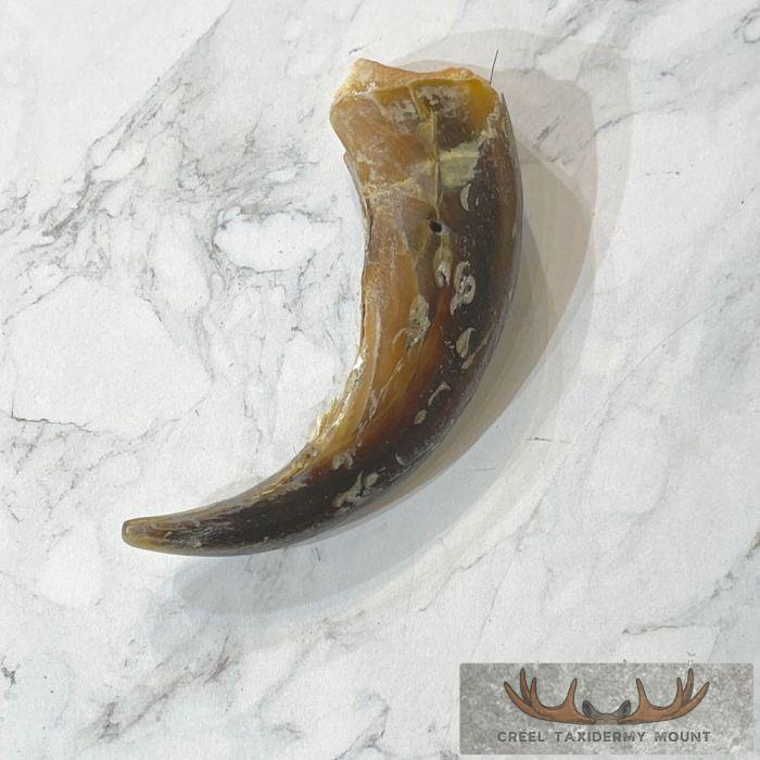 Grizzly Bear Claw Taxidermy For Sale - Image 5