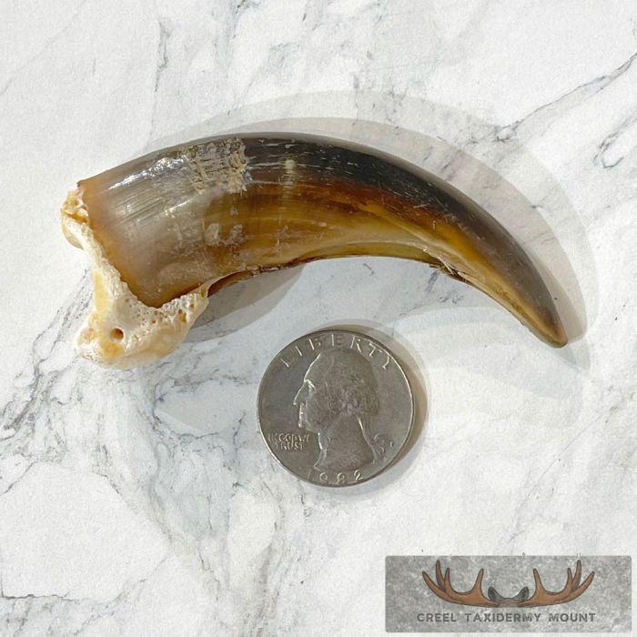 Grizzly Bear Claw Taxidermy For Sale - Image 2