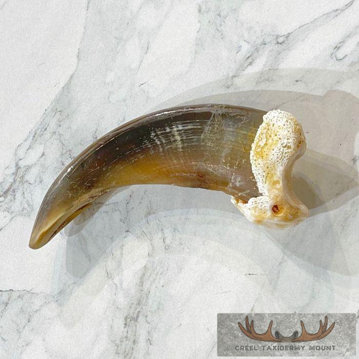 Grizzly Bear Claw Taxidermy For Sale - Image 3