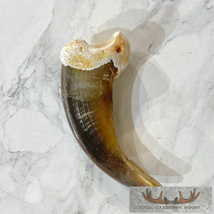 Grizzly Bear Claw Taxidermy For Sale - Image 4