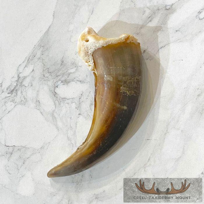 Grizzly Bear Claw Taxidermy For Sale - Image 5