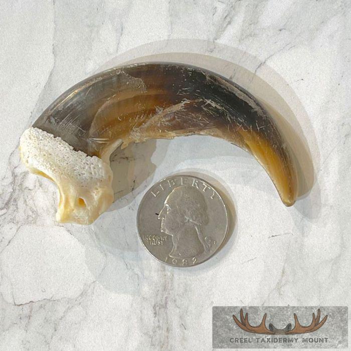 Grizzly Bear Claw Taxidermy For Sale - Image 2