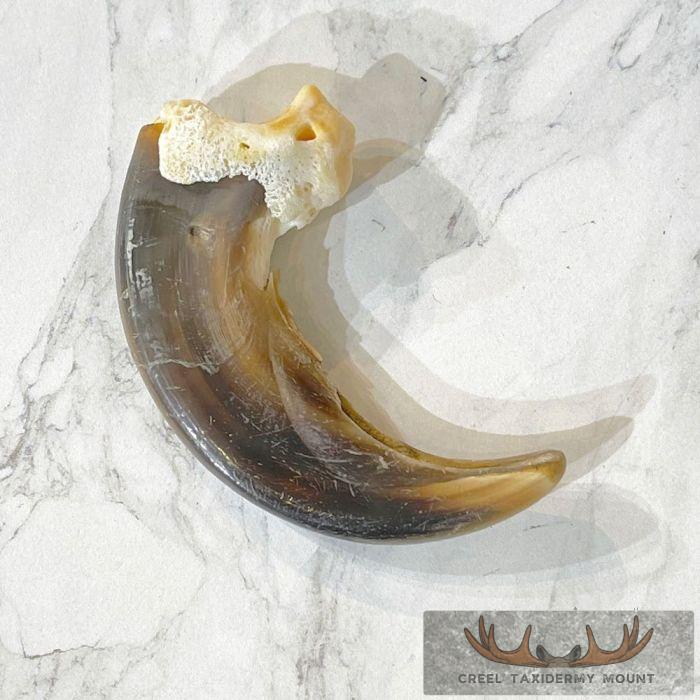 Grizzly Bear Claw Taxidermy For Sale - Image 4