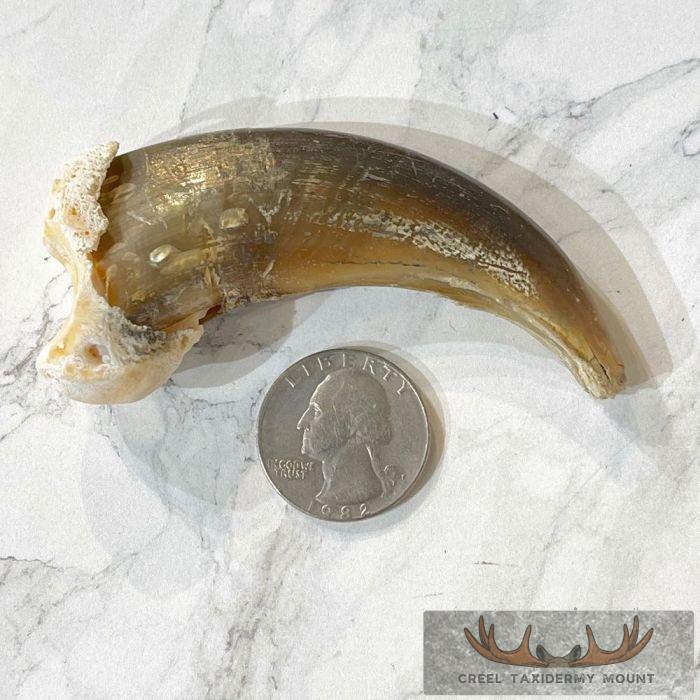 Grizzly Bear Claw Taxidermy For Sale - Image 2