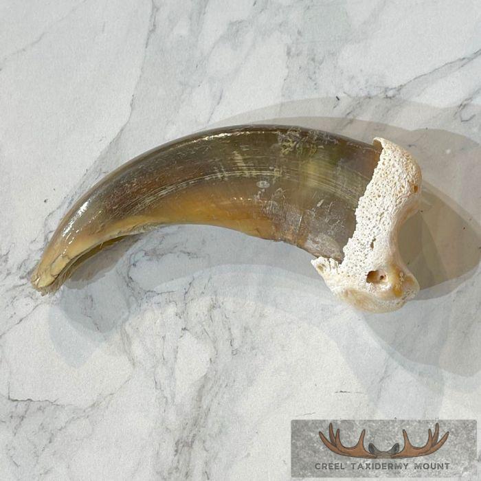 Grizzly Bear Claw Taxidermy For Sale - Image 3