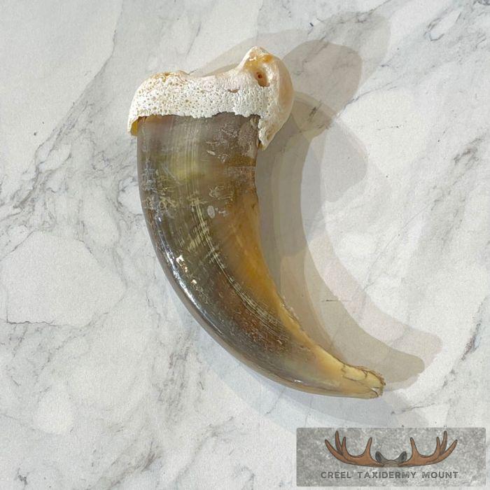 Grizzly Bear Claw Taxidermy For Sale - Image 4