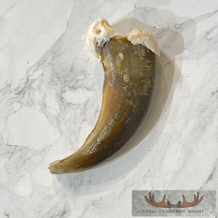 Grizzly Bear Claw Taxidermy For Sale - Image 5