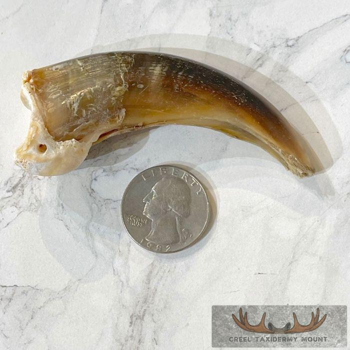 Grizzly Bear Claw Taxidermy For Sale - Image 2