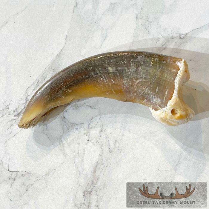 Grizzly Bear Claw Taxidermy For Sale - Image 3