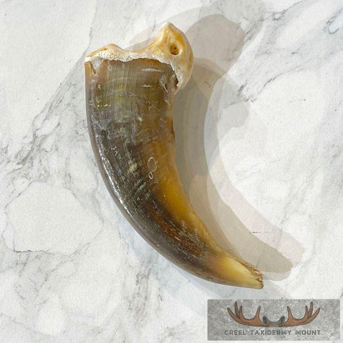 Grizzly Bear Claw Taxidermy For Sale - Image 4