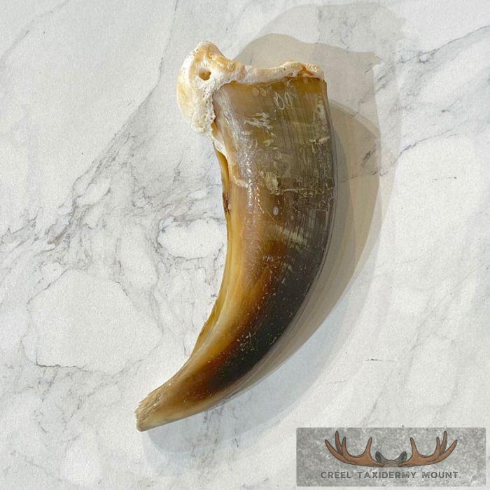 Grizzly Bear Claw Taxidermy For Sale - Image 5