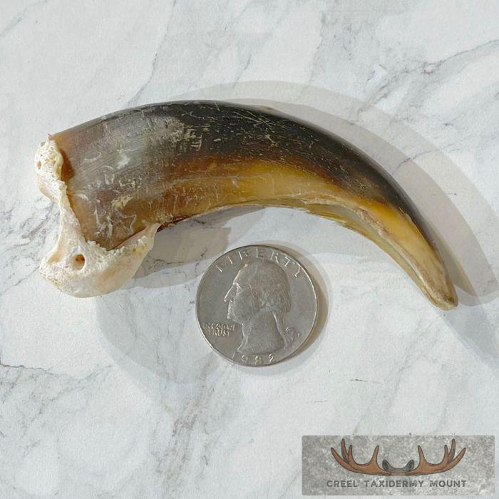 Grizzly Bear Claw Taxidermy For Sale - Image 2