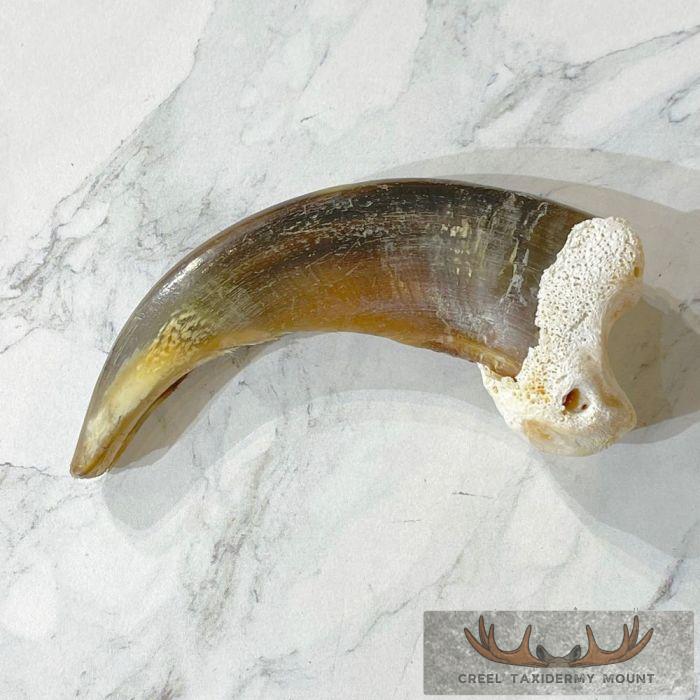 Grizzly Bear Claw Taxidermy For Sale - Image 3