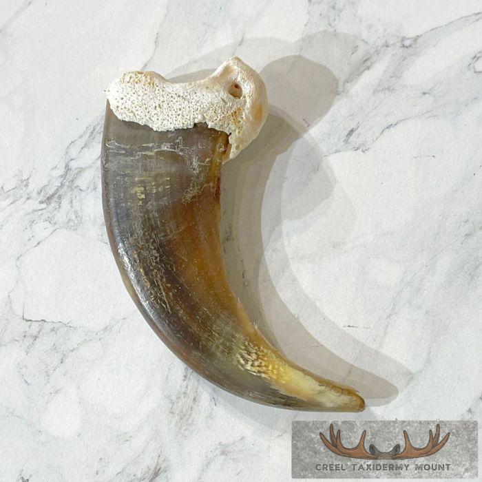 Grizzly Bear Claw Taxidermy For Sale - Image 4