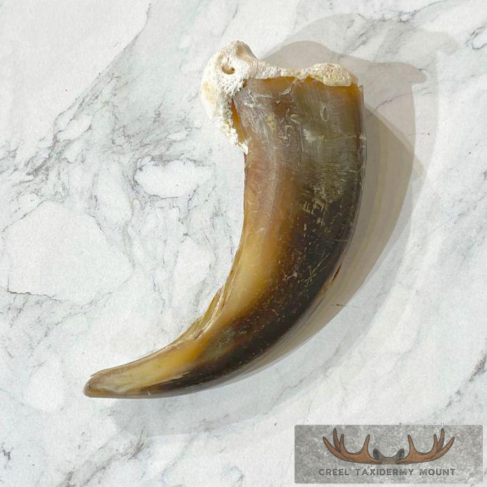 Grizzly Bear Claw Taxidermy For Sale - Image 5