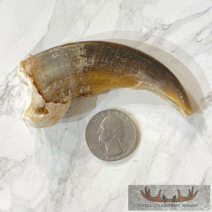 Grizzly Bear Claw Taxidermy For Sale - Image 2