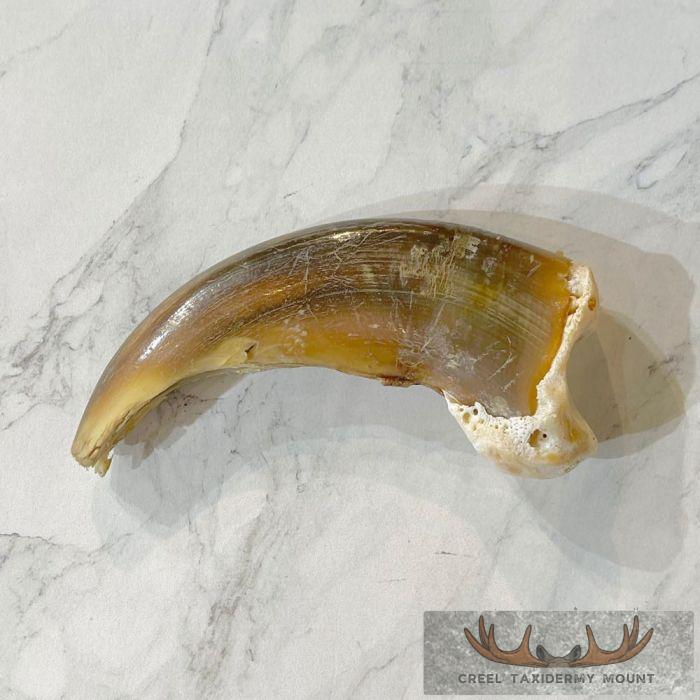 Grizzly Bear Claw Taxidermy For Sale - Image 3