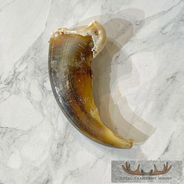 Grizzly Bear Claw Taxidermy For Sale - Image 4