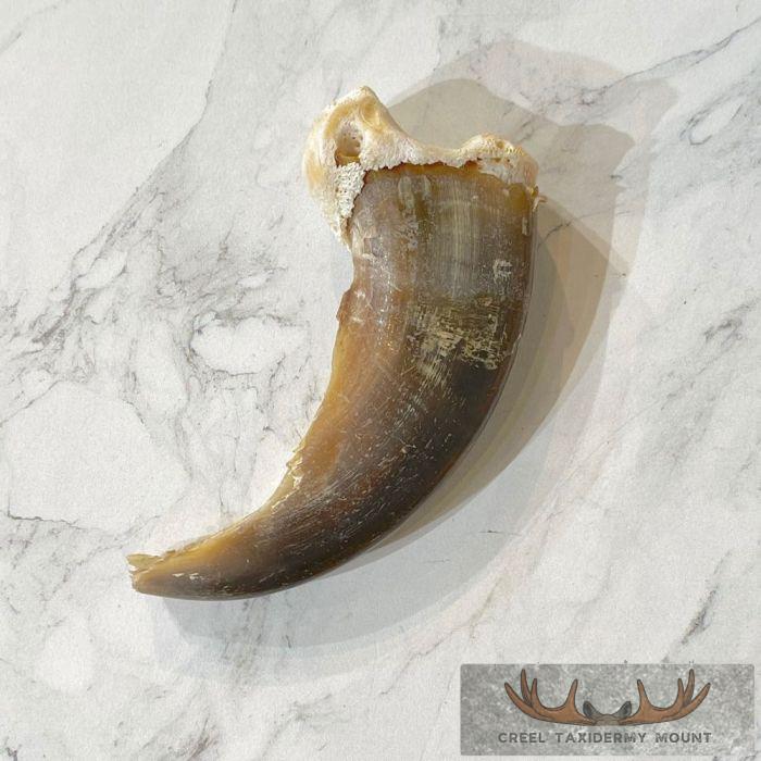 Grizzly Bear Claw Taxidermy For Sale - Image 5