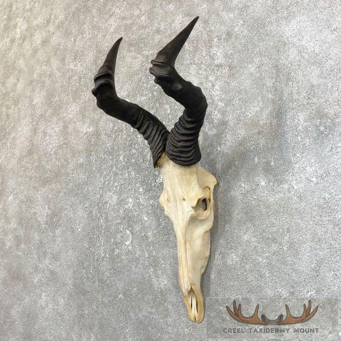 Hartebeest Skull & Horn European Taxidermy Mount For Sale - Image 2