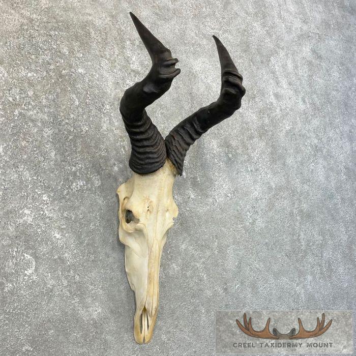 Hartebeest Skull & Horn European Taxidermy Mount For Sale - Image 3