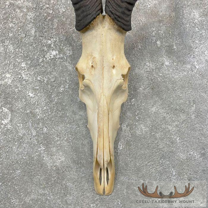 Hartebeest Skull & Horn European Taxidermy Mount For Sale - Image 4