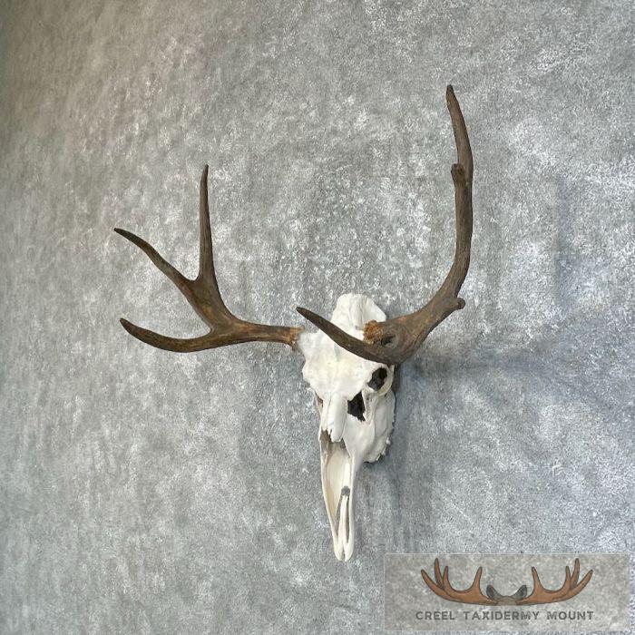 Moose Skull European Taxidermy For Sale - Image 2
