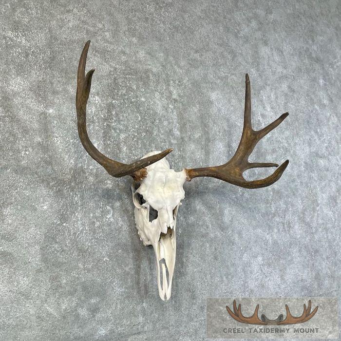 Moose Skull European Taxidermy For Sale - Image 3
