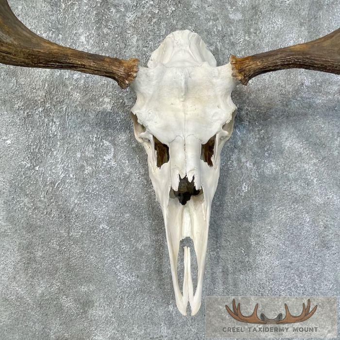 Moose Skull European Taxidermy For Sale - Image 4