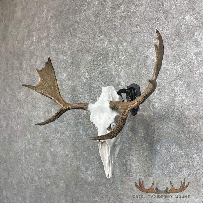 Maine Moose Skull European Mount For Sale - Image 2