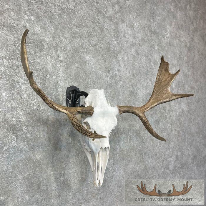 Maine Moose Skull European Mount For Sale - Image 3