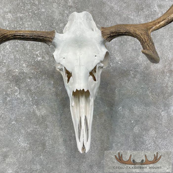 Maine Moose Skull European Mount For Sale - Image 4